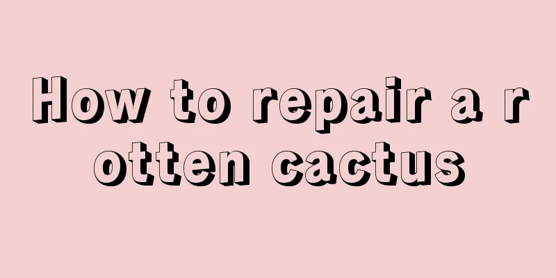 How to repair a rotten cactus