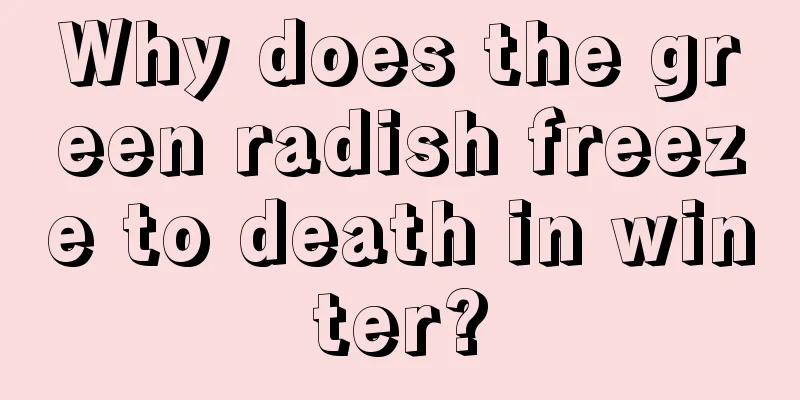 Why does the green radish freeze to death in winter?