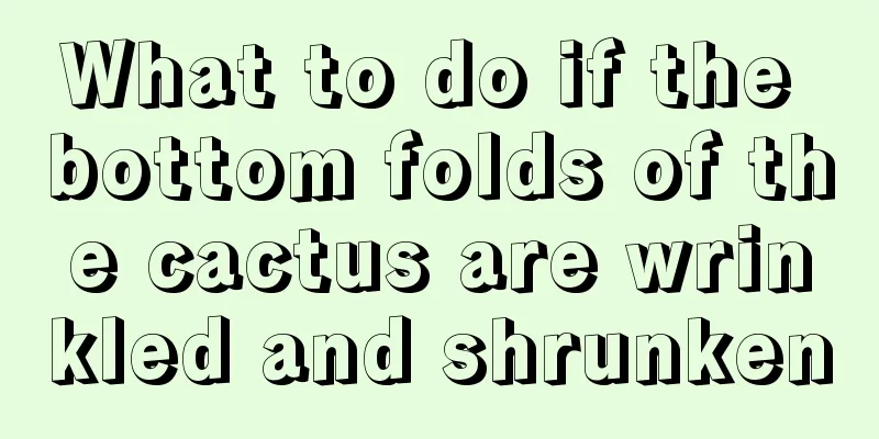 What to do if the bottom folds of the cactus are wrinkled and shrunken