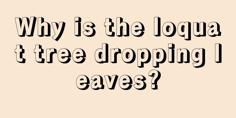 Why is the loquat tree dropping leaves?