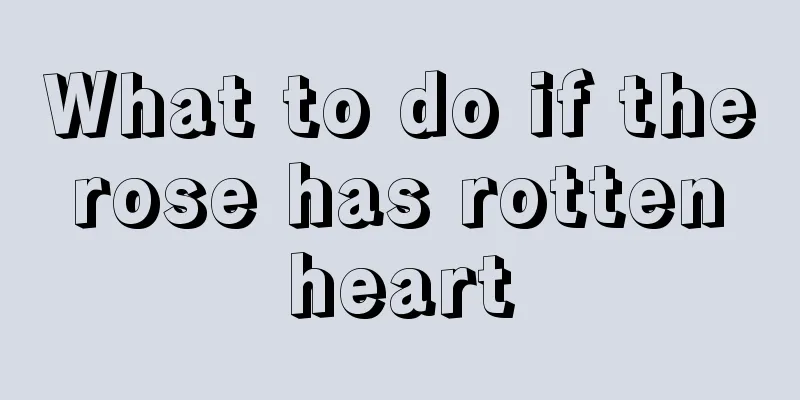 What to do if the rose has rotten heart