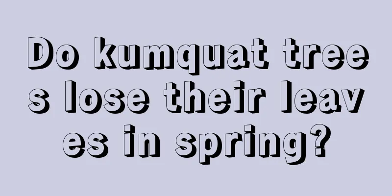 Do kumquat trees lose their leaves in spring?