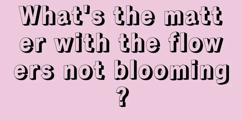 What's the matter with the flowers not blooming?