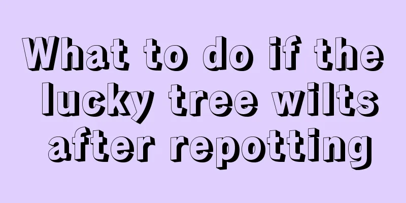 What to do if the lucky tree wilts after repotting