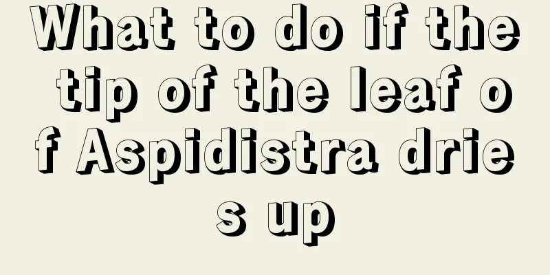 What to do if the tip of the leaf of Aspidistra dries up