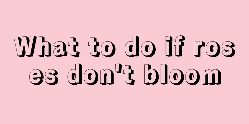 What to do if roses don't bloom