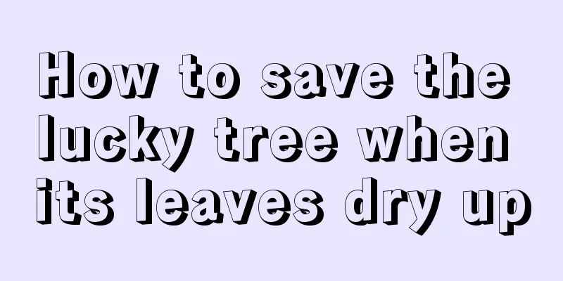 How to save the lucky tree when its leaves dry up