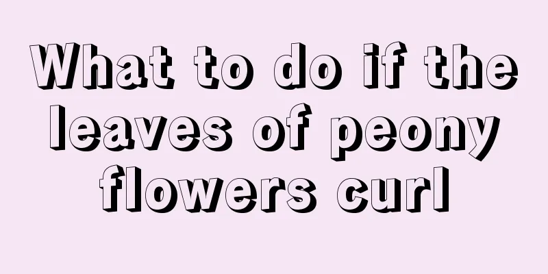 What to do if the leaves of peony flowers curl