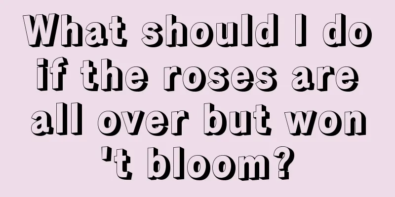 What should I do if the roses are all over but won't bloom?