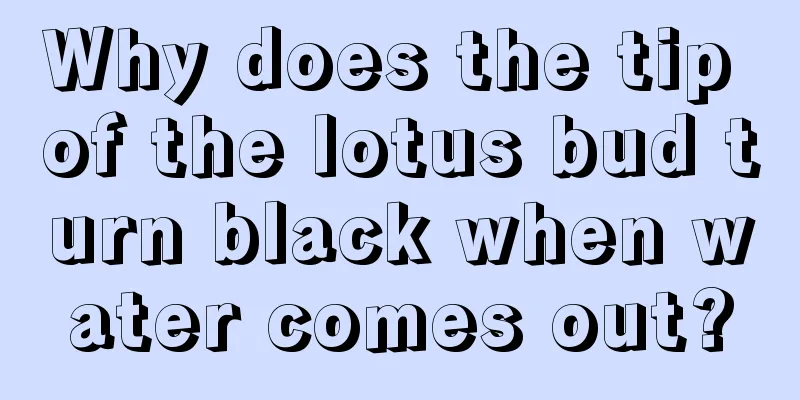 Why does the tip of the lotus bud turn black when water comes out?