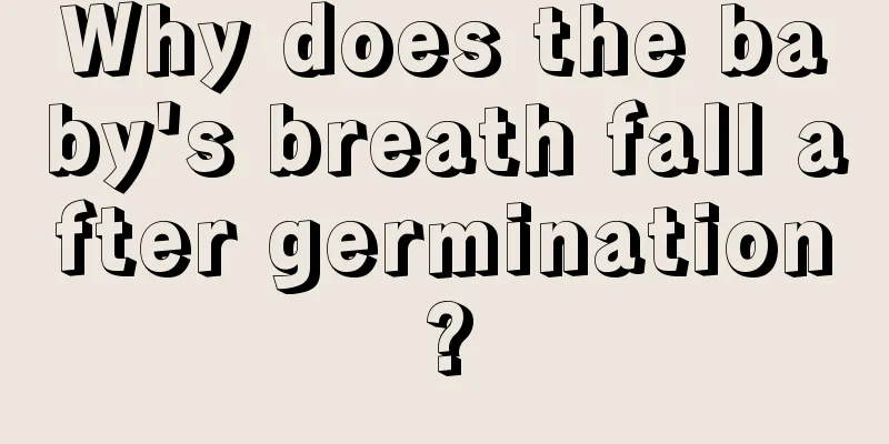 Why does the baby's breath fall after germination?