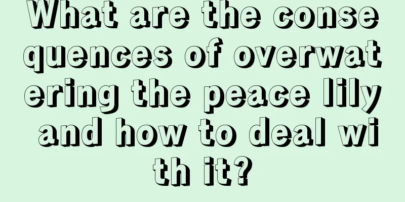 What are the consequences of overwatering the peace lily and how to deal with it?