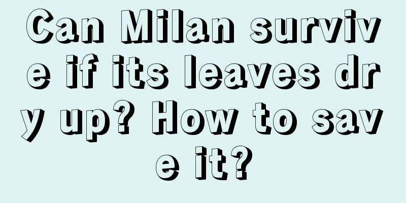 Can Milan survive if its leaves dry up? How to save it?