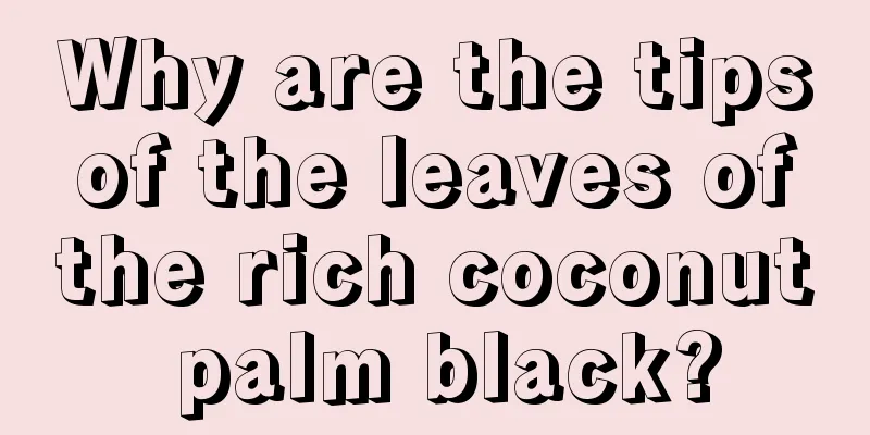 Why are the tips of the leaves of the rich coconut palm black?