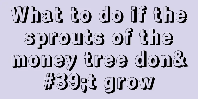 What to do if the sprouts of the money tree don't grow