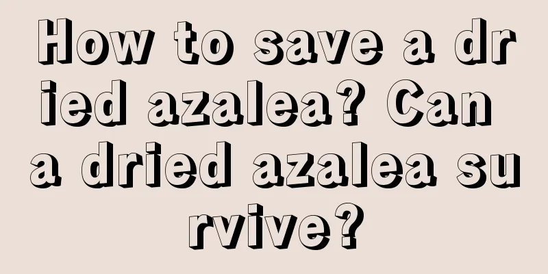 How to save a dried azalea? Can a dried azalea survive?