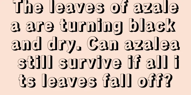 The leaves of azalea are turning black and dry. Can azalea still survive if all its leaves fall off?