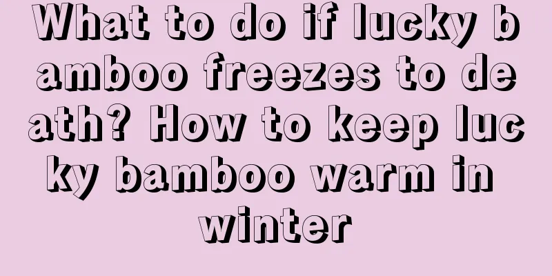 What to do if lucky bamboo freezes to death? How to keep lucky bamboo warm in winter