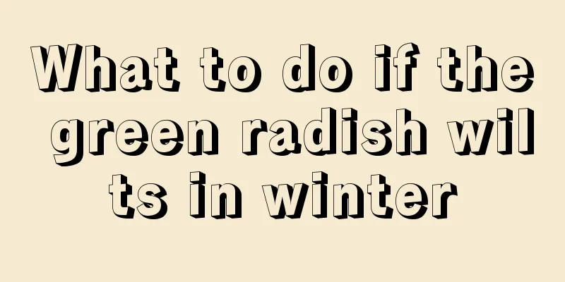 What to do if the green radish wilts in winter