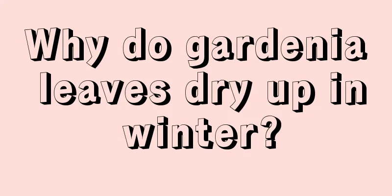 Why do gardenia leaves dry up in winter?