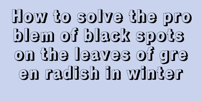 How to solve the problem of black spots on the leaves of green radish in winter