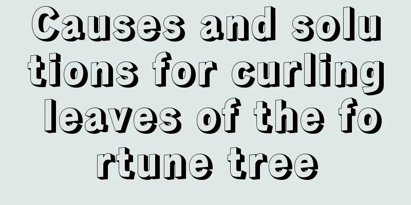 Causes and solutions for curling leaves of the fortune tree