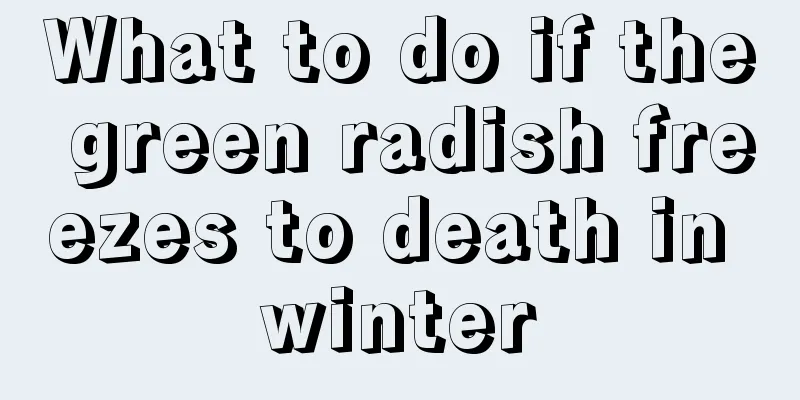 What to do if the green radish freezes to death in winter