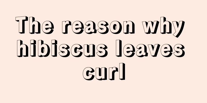 The reason why hibiscus leaves curl