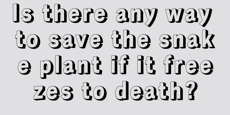 Is there any way to save the snake plant if it freezes to death?