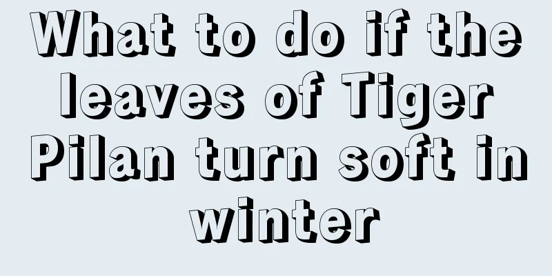 What to do if the leaves of Tiger Pilan turn soft in winter