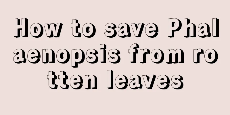 How to save Phalaenopsis from rotten leaves