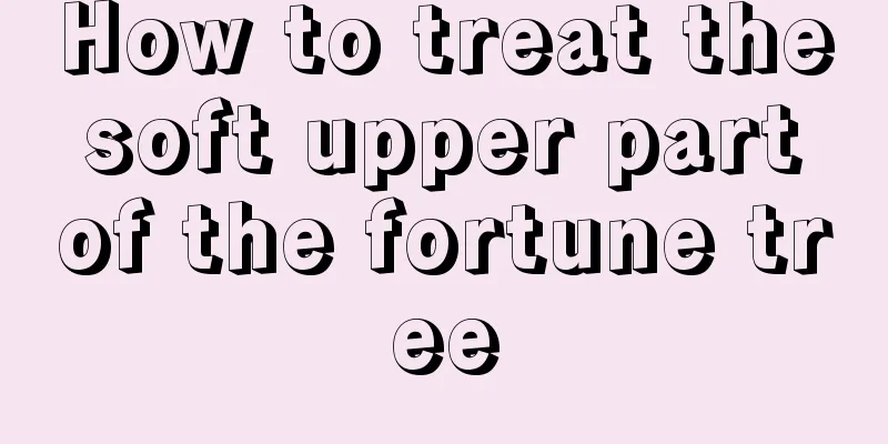 How to treat the soft upper part of the fortune tree