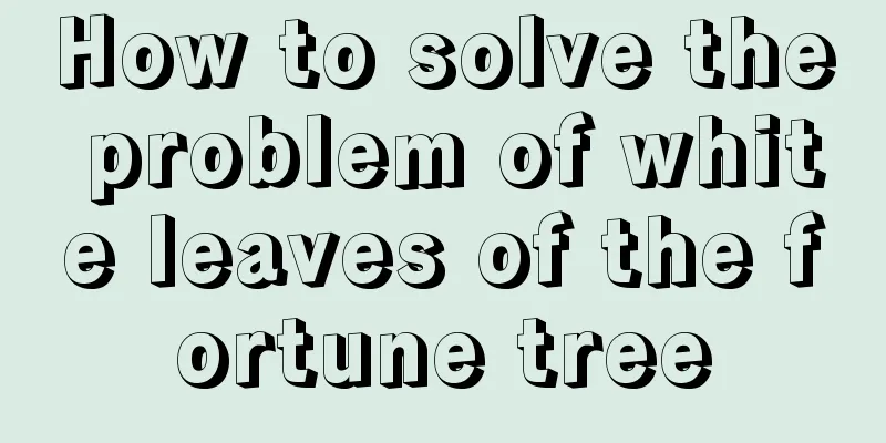 How to solve the problem of white leaves of the fortune tree