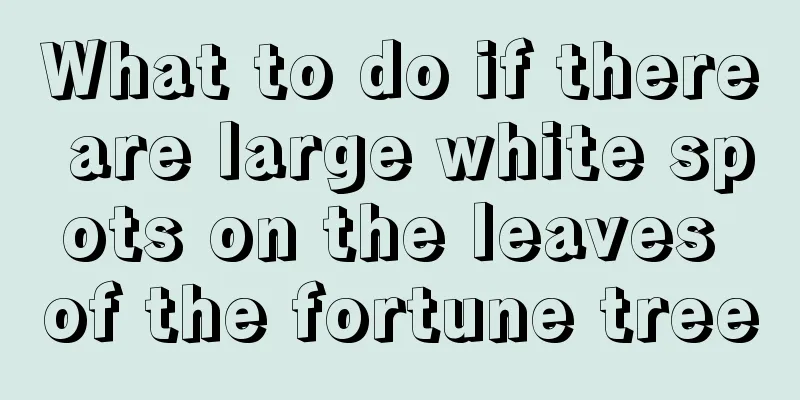 What to do if there are large white spots on the leaves of the fortune tree