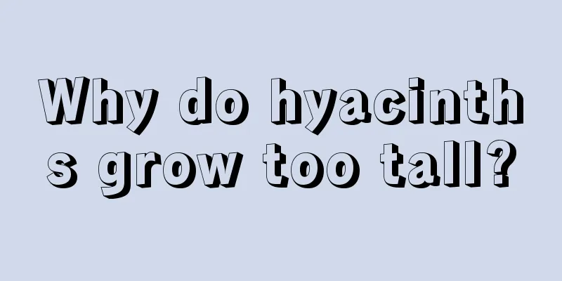 Why do hyacinths grow too tall?