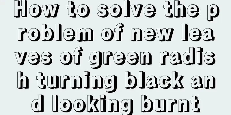 How to solve the problem of new leaves of green radish turning black and looking burnt