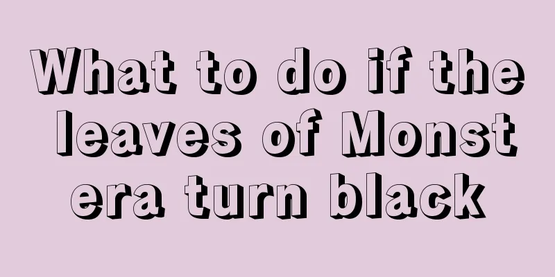 What to do if the leaves of Monstera turn black