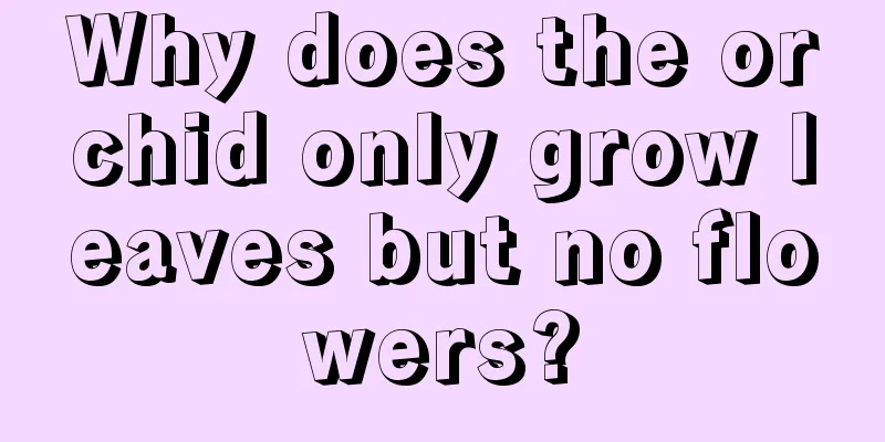 Why does the orchid only grow leaves but no flowers?