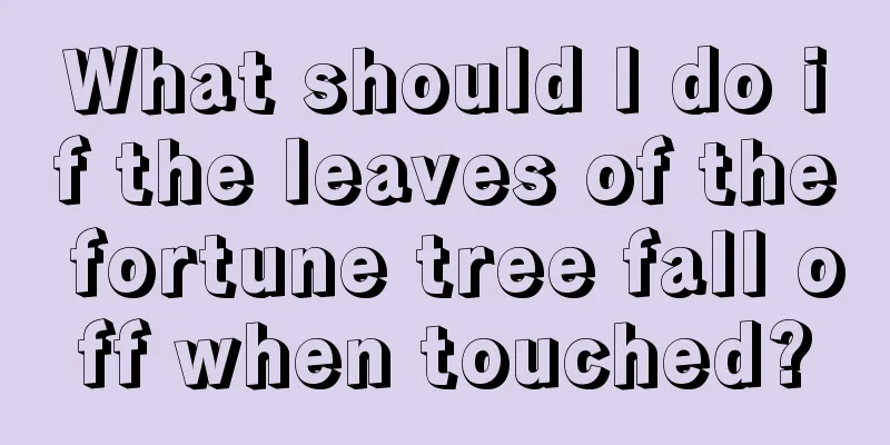 What should I do if the leaves of the fortune tree fall off when touched?