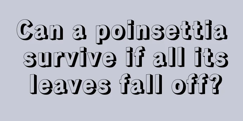 Can a poinsettia survive if all its leaves fall off?