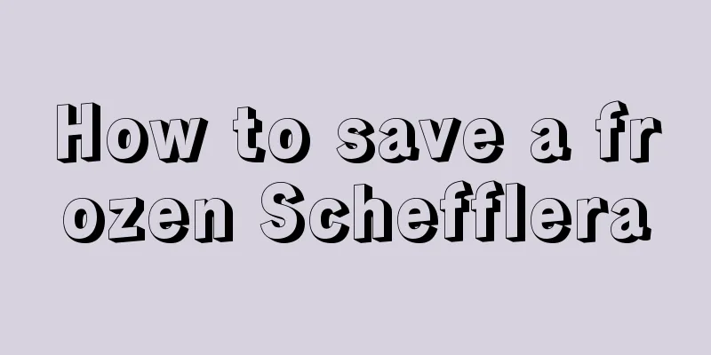 How to save a frozen Schefflera