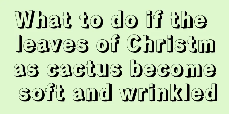 What to do if the leaves of Christmas cactus become soft and wrinkled