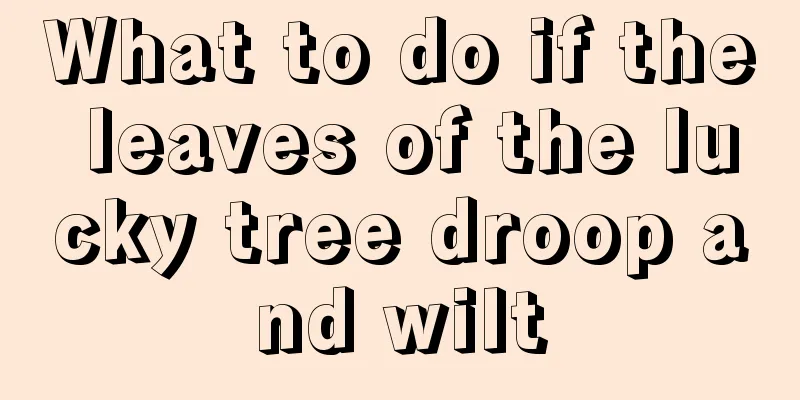 What to do if the leaves of the lucky tree droop and wilt