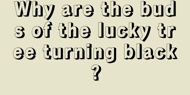 Why are the buds of the lucky tree turning black?