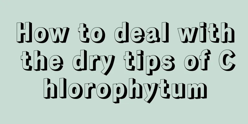 How to deal with the dry tips of Chlorophytum