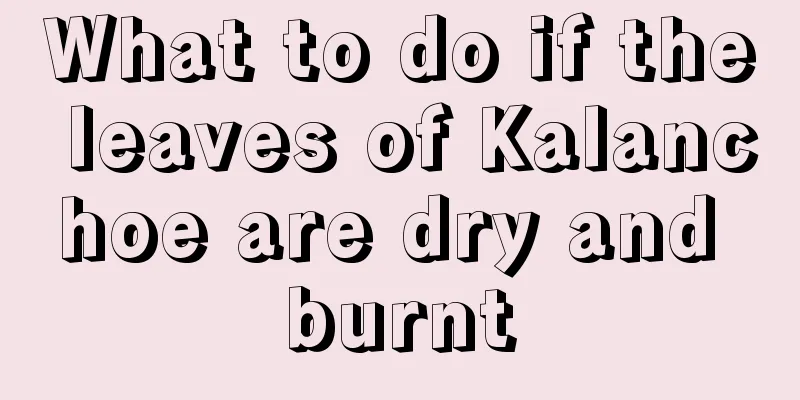 What to do if the leaves of Kalanchoe are dry and burnt