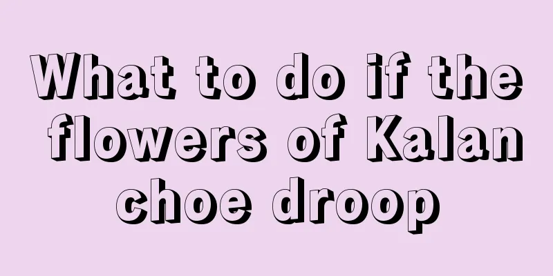 What to do if the flowers of Kalanchoe droop