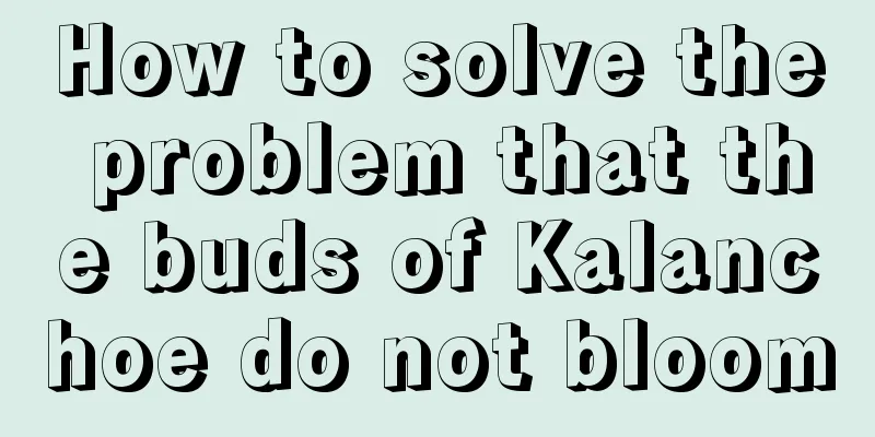 How to solve the problem that the buds of Kalanchoe do not bloom