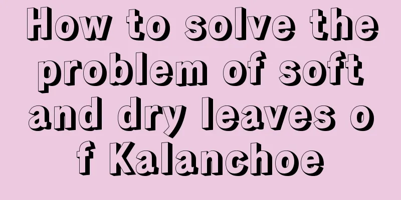 How to solve the problem of soft and dry leaves of Kalanchoe