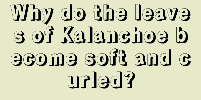 Why do the leaves of Kalanchoe become soft and curled?